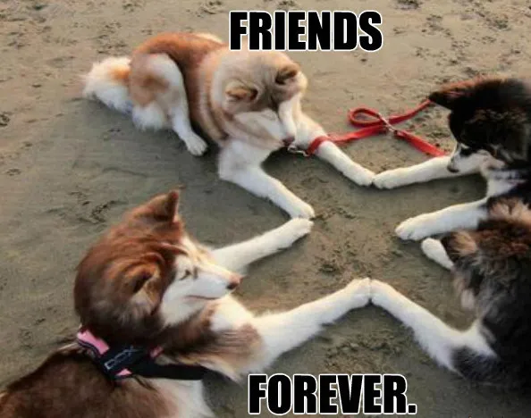Four dogs touching paws on the sand, captioned: friends forever