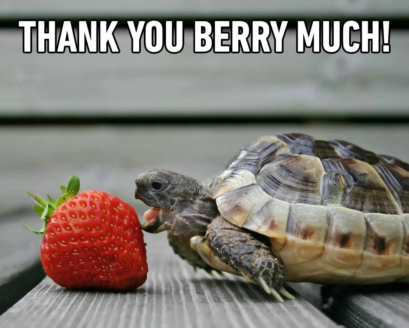 A tortoise reaching for a strawberry under the words Thank you berry much!